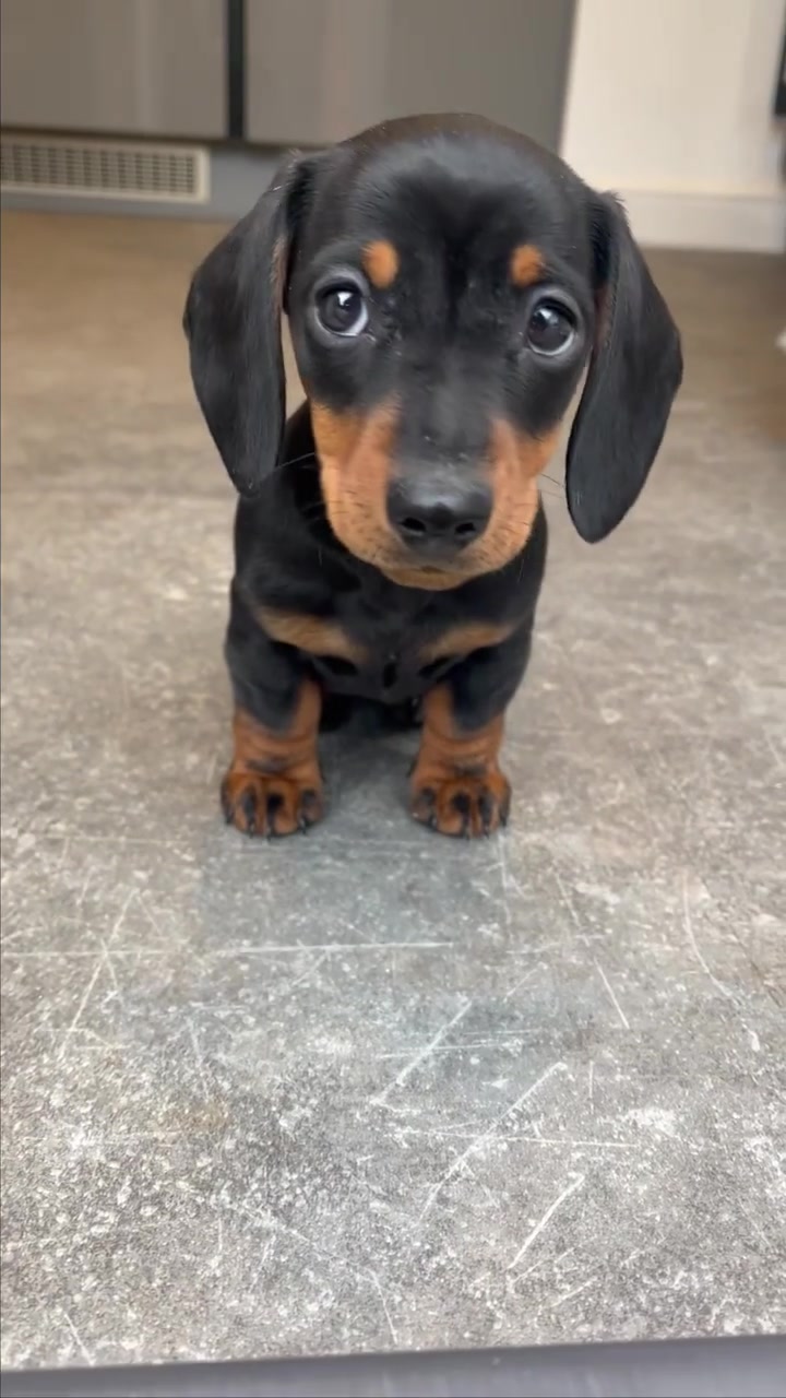 My baby dog ❤️ #fyp #dachshund #dachshundsoftiktok #puppy #dog #sausagedog #foryou #miniaturedachshund #doxie 的 TikTok 影片封面