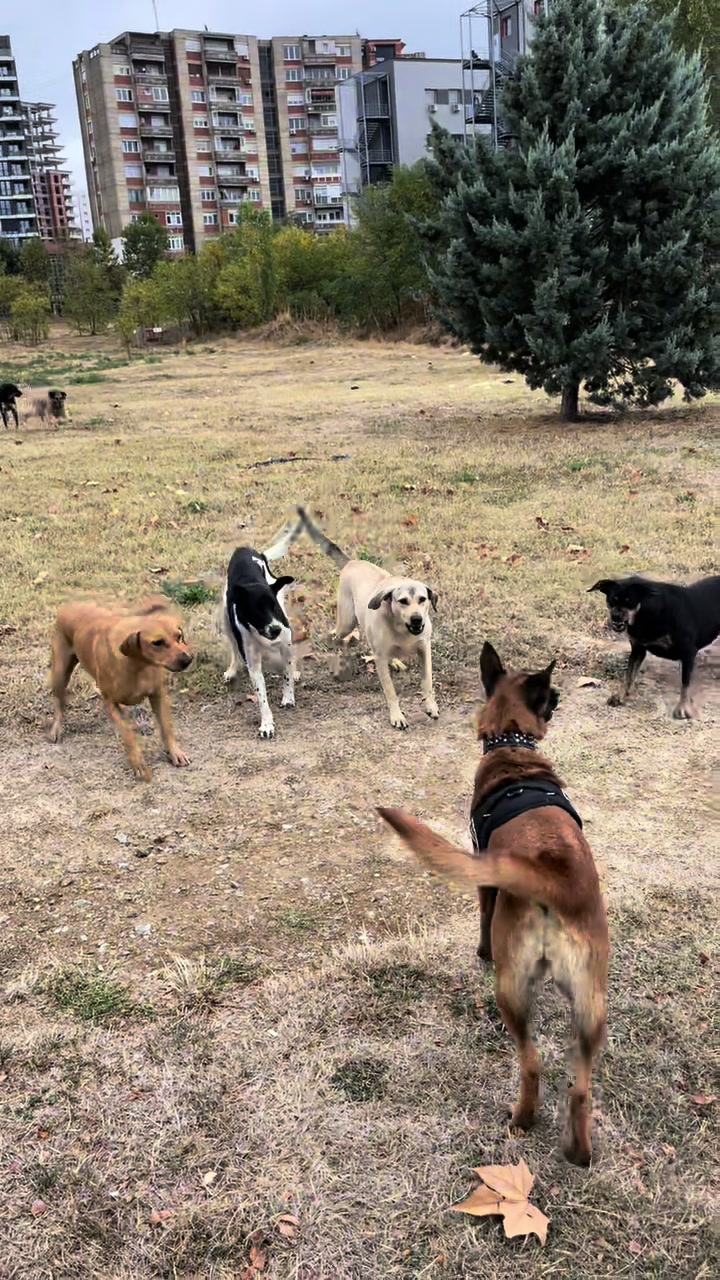 #tora #belgianmalinois #love #dog #dogs #dogsoftiktok #animal #animals #animalsoftiktok #video #viral #asmr #post #tik #tiktok 的 TikTok 影片封面