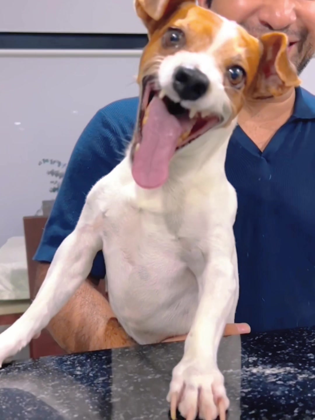 Dog laughing🤣😂#foryou #funnydog #fyp #funnytiktok #funnyvideos #dog 的 TikTok 影片封面