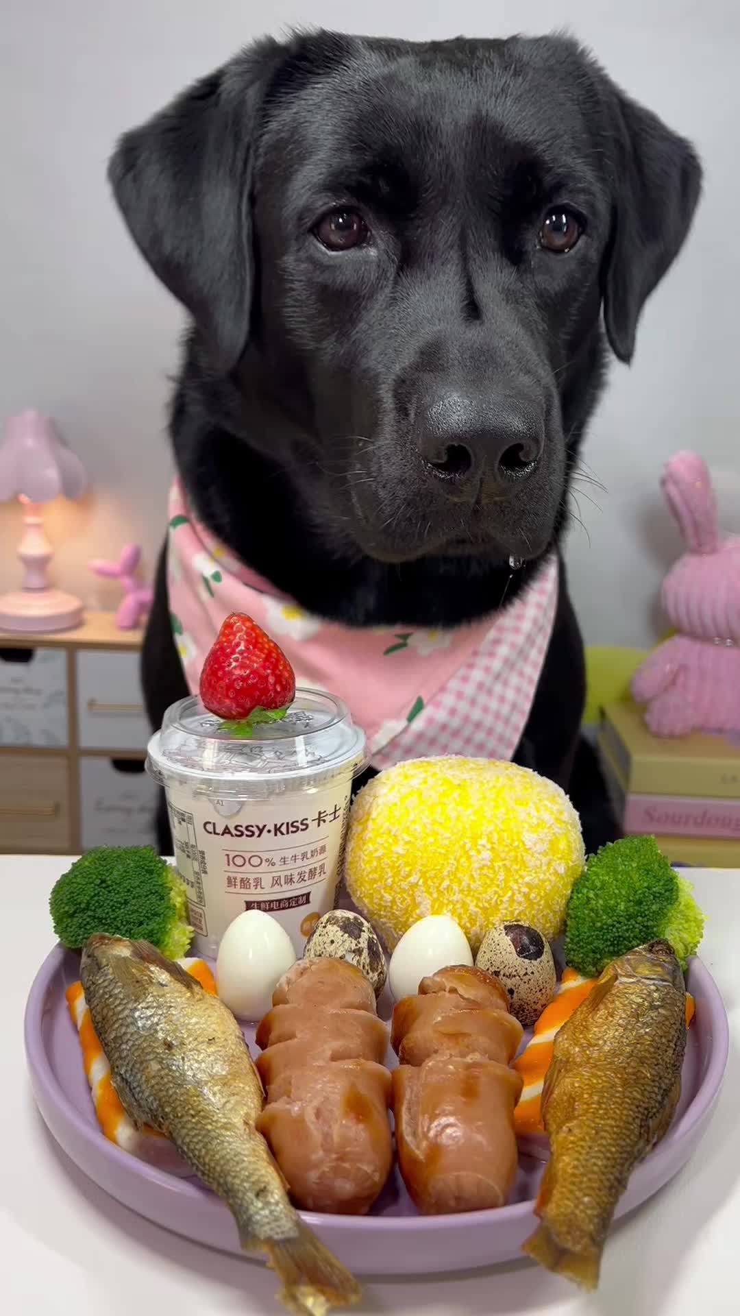 #labrador #cute #dog #pet #feed 的 TikTok 影片封面
