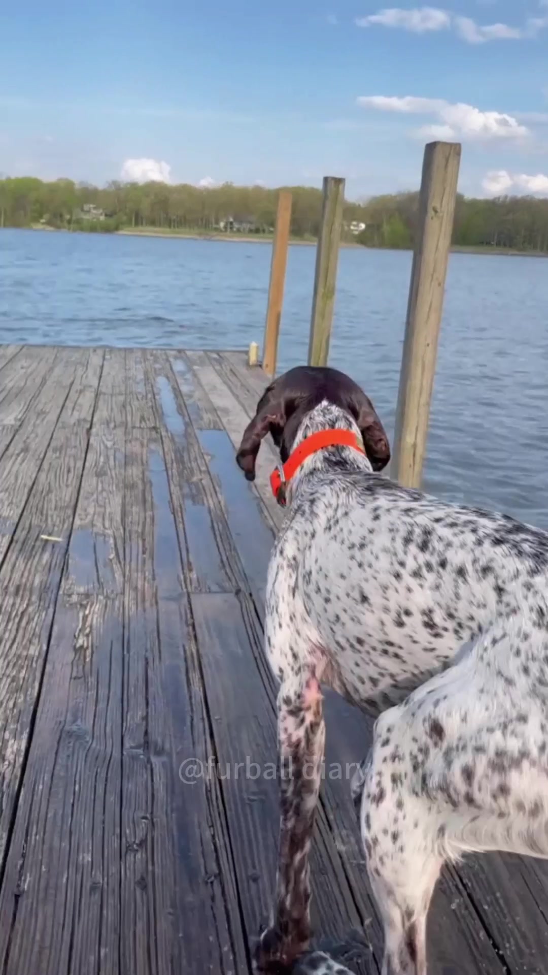 Dog love water #dog #pets #dogsoftiktok #doglife #funnyvideo #cutedog #funny #foryou 的 TikTok 影片封面