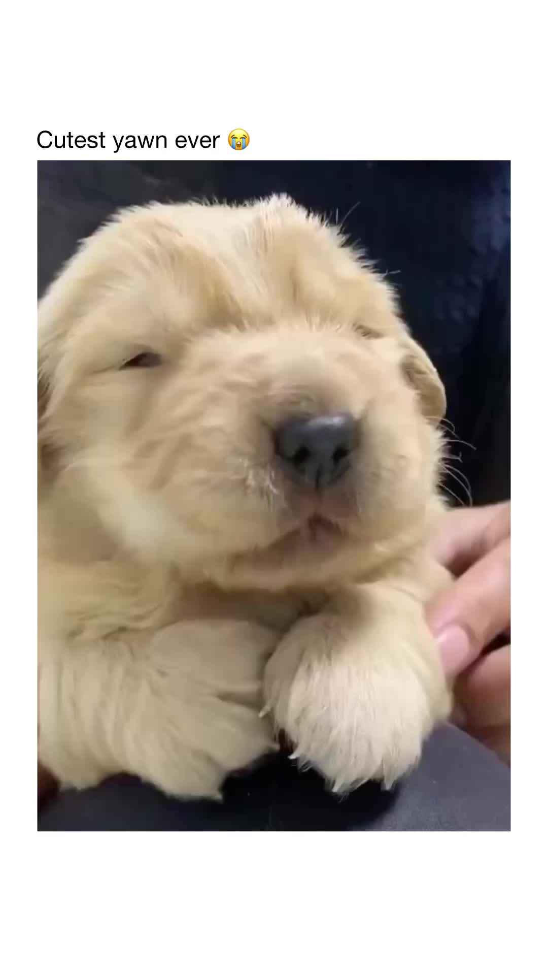 🥹❤️ #dogs 的 TikTok 影片封面