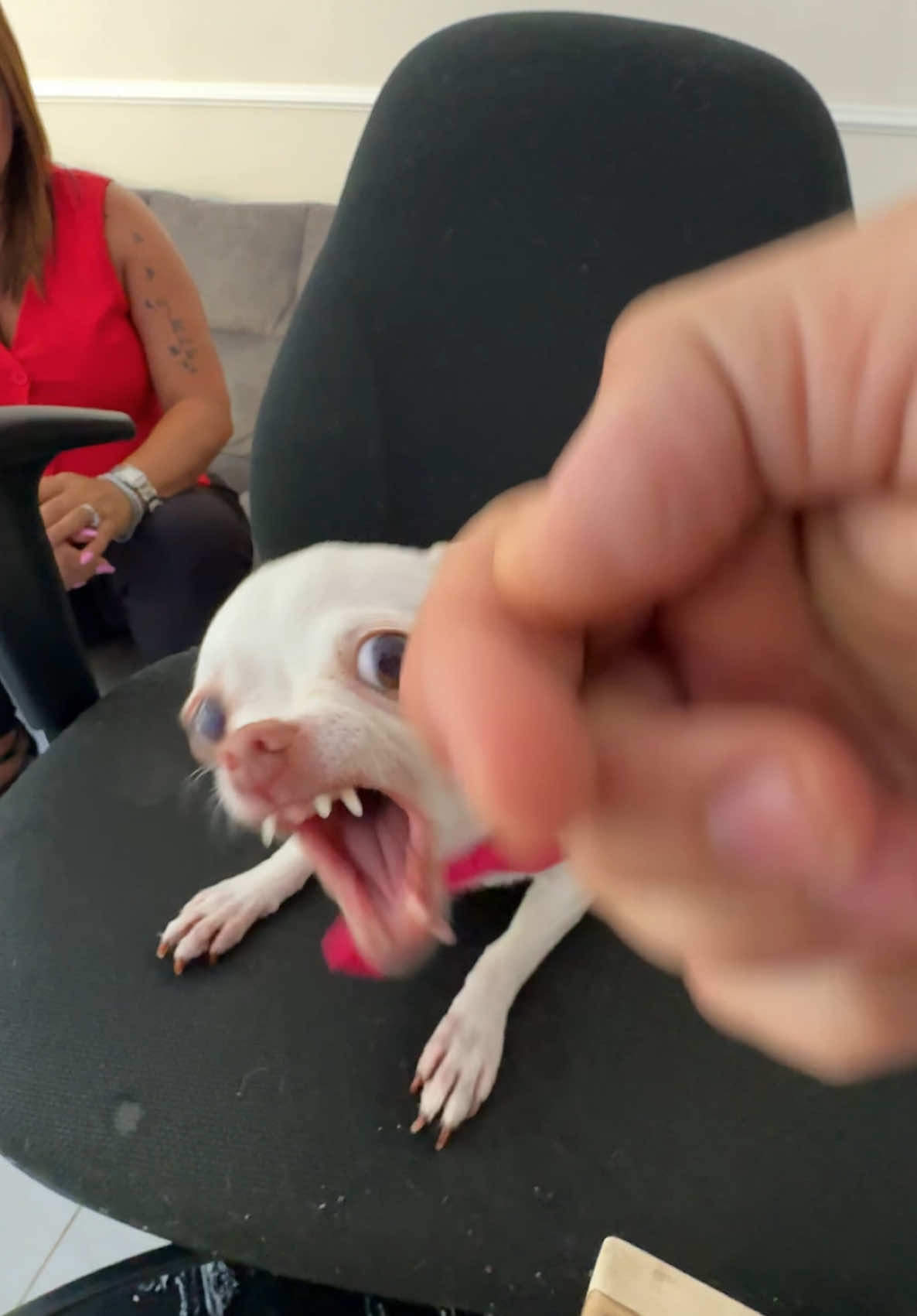 Niki is the best dog in the world😍(ניקי המלכה שלנו) @Eviatar Ozeri @Nikiozeri #chihuahua #dogs #kuchikuchi #angrydog #nikiozeri #niki #dog #mreviatar 的 TikTok 影片封面
