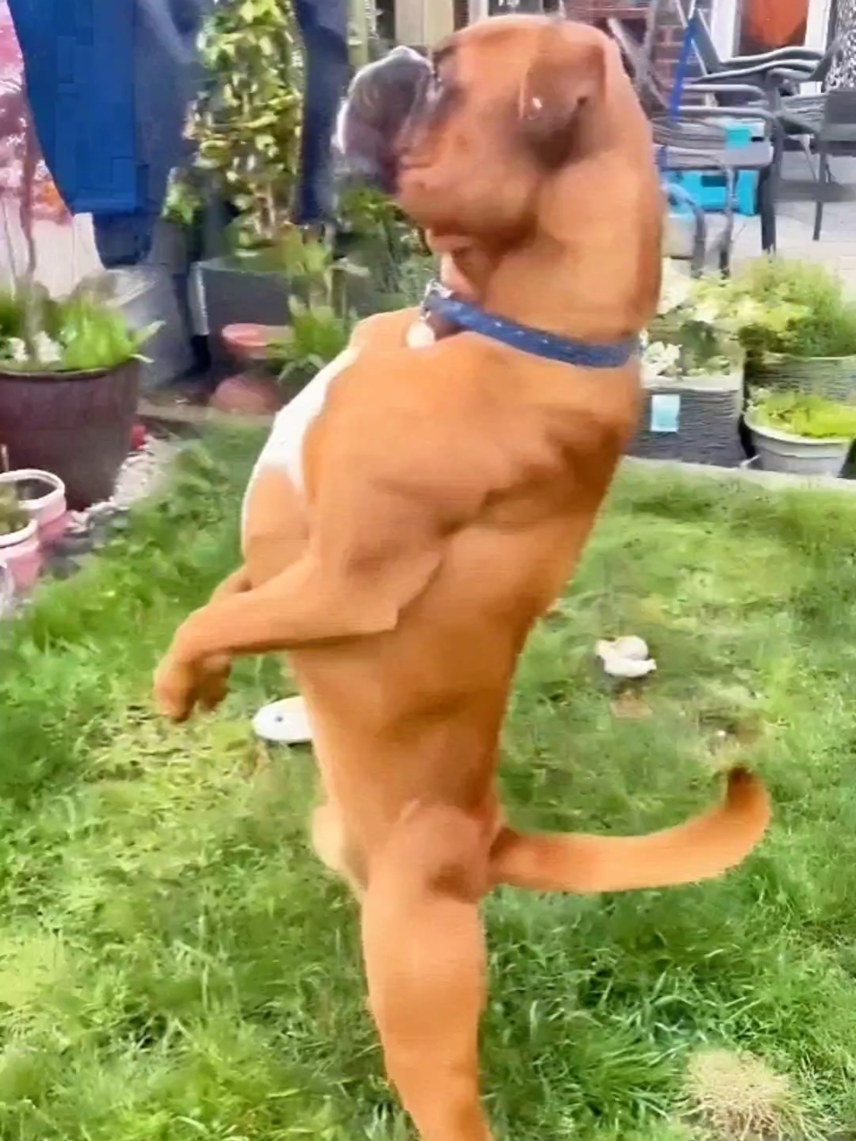 🤣Funny Animals 2025🤣Funny Dogs video🐶 part-67 #funnyanimalvideos #funny #funnyvideos #funnyanimals #funnypets #funnypetsvideo #dog #dogs #doglovers #funnydog #dogoftiktok 的 TikTok 影片封面