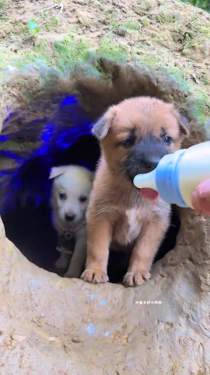 #dog #cutedog #funnydog #tiktok #foryou 的 TikTok 影片封面